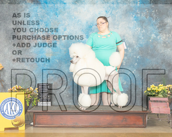 Poodle Std #12 Sat G1 Judge Deidre Petrie-MMJ_1682-NWARK2022-HR3