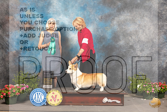 Pembroke Welsh Corgi #5 Sat OHG3 Judge Jan Paulk_MJ_0586_SA_2022_HR3