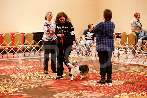 _JJ_8241-HstnCorgiFeb2015-HR3