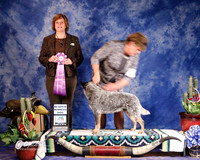 Australian Cattle Dog #45 Fri Reserve Winners Dog Lewis Jan M and Kim R Broster and Robin Hutson Judge D Brown