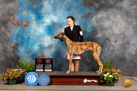 Greyhound #5 Sun BOSOHBOB Judge Michael Canalizo