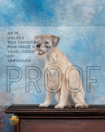 Border Terrier # Thur Arlis 15yo__JP_4851_Amarillo_2024_HR3