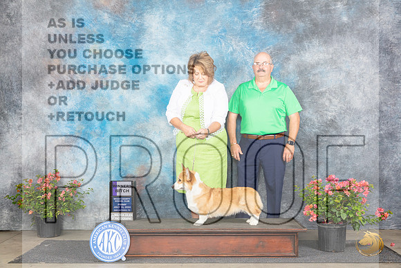 Pembroke Welsh Corgi #12 Fri WB Judge Paul F Willhauck__JP_4837_San Antonio_2024_HR3