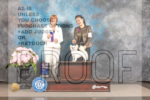 Chihuahua Long Coated #14 SAT WD Major Judge Linda Hurlebaus_MJ_6394_Houston_2022_HR3
