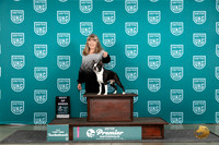 Boston Terrier #707 Thur T10BOB Judge Sharon Griffin