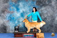 Golden Retriever #9 WED BISSw Judge Maura Phelan