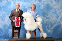 Poodle Standard #6 Sat G2 Hughes Linda & Wendy Penn Agent Elizabeth Brown Judge Mr Edd Embry Bivin