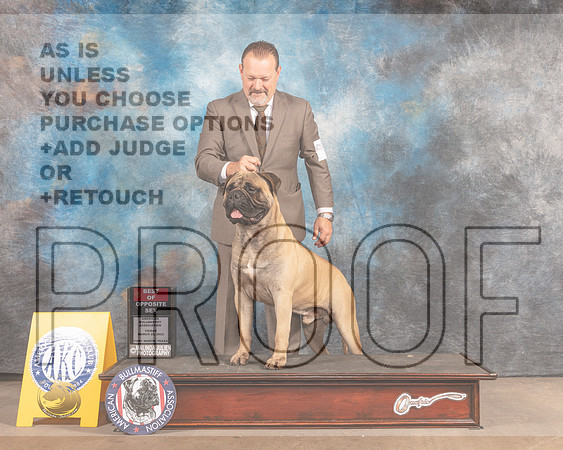 Bullmastiff #9 Fri BOS Judge Nancy Simmons-MMJ_6889-FW2022-HR3