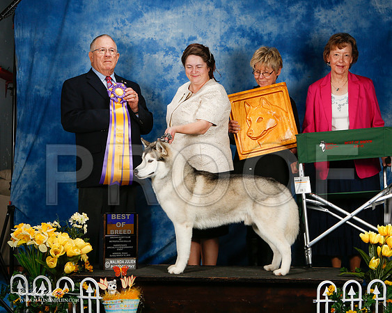 _ST_4208-2-AddisonHuskyMar2015-HR3