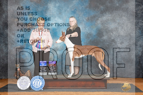 Ibizan Hound #5 BOWBOB Judge Karen Hynek-_JP_7113e_Marshall_2024-HR3