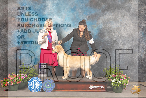 Golden Retriever #22 Sun BOB Judge Jan Paulk_MJ_1032_SA_2022_HR3