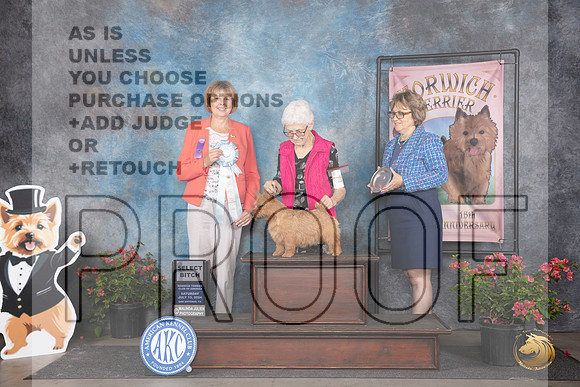 Norwich Terrier #40 Sat SB Judge Cathy Thompson-Morgan__JP_5319_San Antonio_2024_HR3