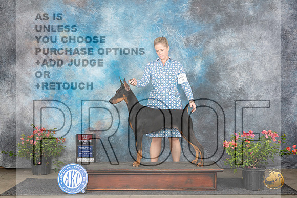 Doberman Pinscher #22 Sun BOS Judge Karen McFarlane__JP_6020_San Antonio_2024_HR3