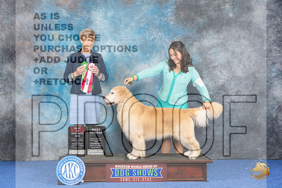 Golden Retriever #19 WED BOS BV Judge Ellen Hardin__JP_6957_Houston_2024_HR3