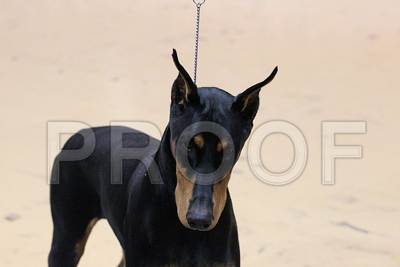 MJS_2238