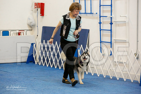 _M3_7732-AddisonHuskyMar2015-HR3