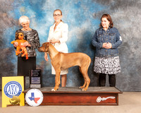 Rhodesian Ridgeback #7 Fri 4-6BP Judge Pluis Davern