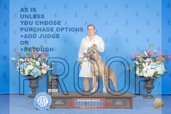 Cane Corso #14 SUN SB BOH G2 Judge Douglas Johnson__JP_0857_Houston_2024_HR3