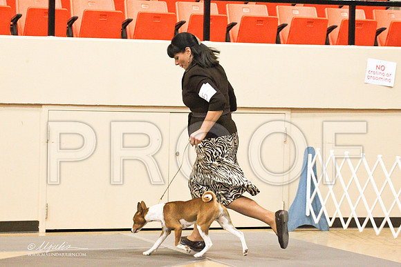 Basenji-8430LR