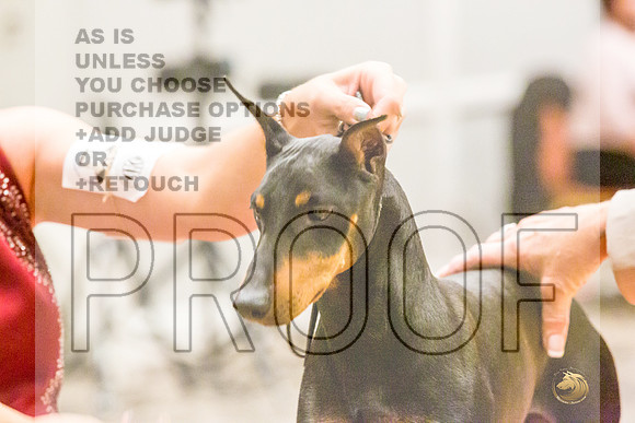 Manchester Terrier MTOY Candids-JJL_2167-Hstn2022_HR3