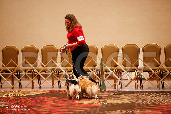 _JJ_7889-HstnCorgiFeb2015-HR3