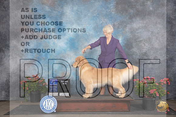 Golden Retriever #11 Sat WDBOWM Judge Wendy G Willhauck__JP_5170_San Antonio_2024_HR3