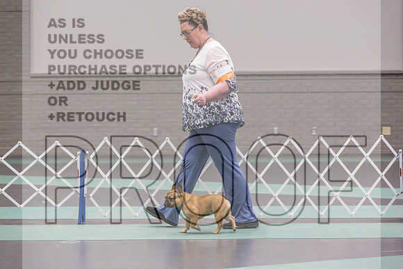 French Bulldogs Sat Rings_JJL_0547_UKCLNGVIEWOCT2024_2024_HR3