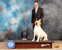 Labrador Retriever #25 Fri WDCh Judge Peggy McIlwaine