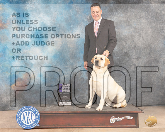Labrador Retriever #25 Fri WDCh Judge Peggy McIlwaine-MMJ_3087-Addison2022-HR3
