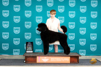 Poodle Std #149 Fri BOW Judge Sarah Sawyer Anderson