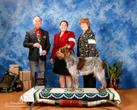 Spinoni Italiani #6 Sat WB NewCh Jackie Spiars & Sharyn Conole Judge Carl Gene Liepmann +A2