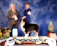 Australian Shepherd #29 Sat Select Dog Holley Erin D and Kenneth A Judge T Coen