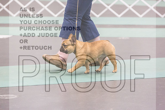 French Bulldog Rings Fri Ring 1_JJL_7092_UKCLNGVIEWOCT2024_2024_HR3