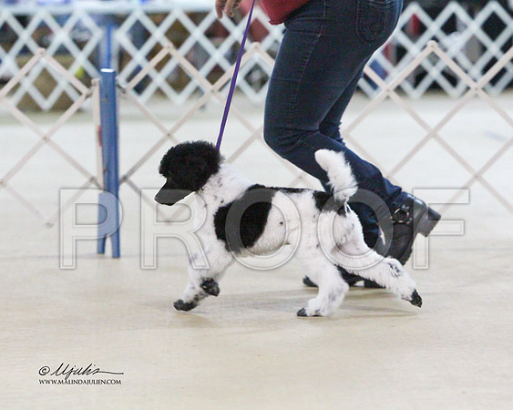 MC Std Poodle-2643