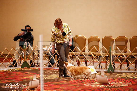 _JJ_7188-HstnCorgiFeb2015-HR3