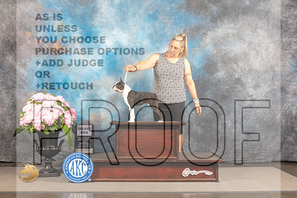 Boston Terrier #23 WED SD Judge Gloria Kerr *R*_MJ_6662_Houston_2022_HR3