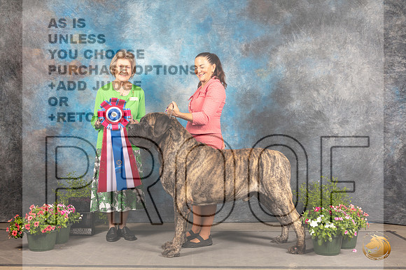 Mastiff #9 Sat BIS Judge Anne Bolus r_MJ_1170_SA_2022_HR3