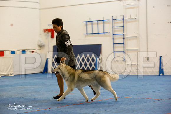 _M3_0324-AddisonHuskyMar2015-HR3