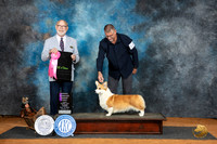 Pembroke Welsh Corgi #18 Fri OHG1 Judge Tim Robbins