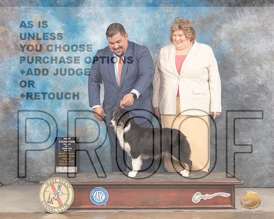 Miniature American Shepherd #12 Fri WB Judge Denny MounceMMJ_2890_Mdlnd2022_HR3