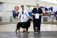 Rottweiler #32 Thurs BOS Vet Sweeps Krell Cathy Judge M Murphy-East