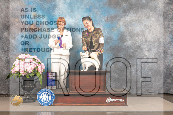 Chihuahua Long Coated #14 SAT WD Major Judge Linda Hurlebaus_MJ_6389_Houston_2022_HR3