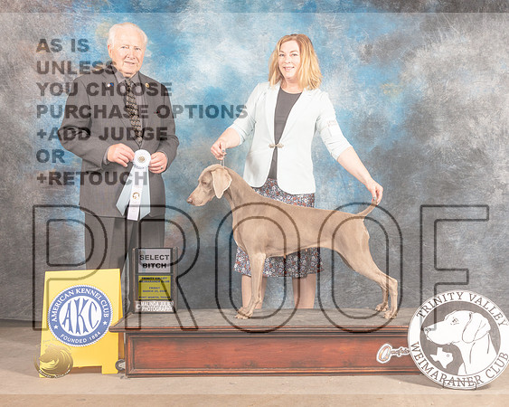Weimaraner #16 Fri SB Judge Carmen Battaglia-MMJ_8033-FW2022-HR3