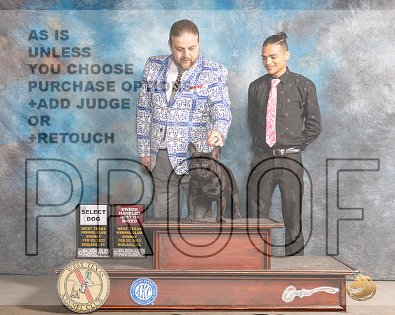 French Bulldog #17 Sun OHBOBSD Judge Donnelle RichardsMMJ_5037_Mdlnd2022_HR3