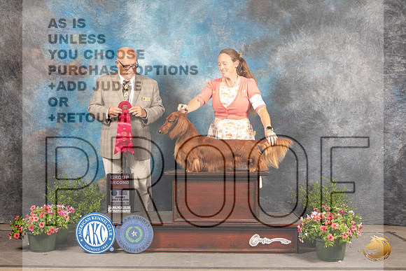 Dachshund Long Haired #5 Sun G2 Judge Michael Canalizo_MJ_1584_SA_2022_HR3