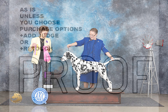 Dalmation #7 Thurs OHG1 Judge Pat Trotter__JP_5096_Amarillo_2024_HR3
