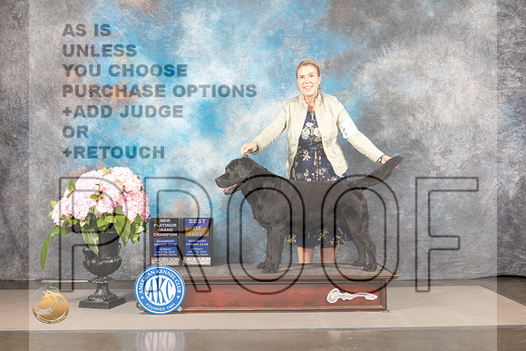 Labrador Retriever #? SUN BOB NPGCH Judge Janet Fink_MJ_8115_Houston_2022_HR3