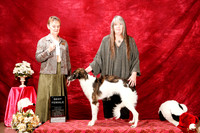 Silken Windhound Sun S1 Best Female R Lynn Shell Judge Glenda Bruneau