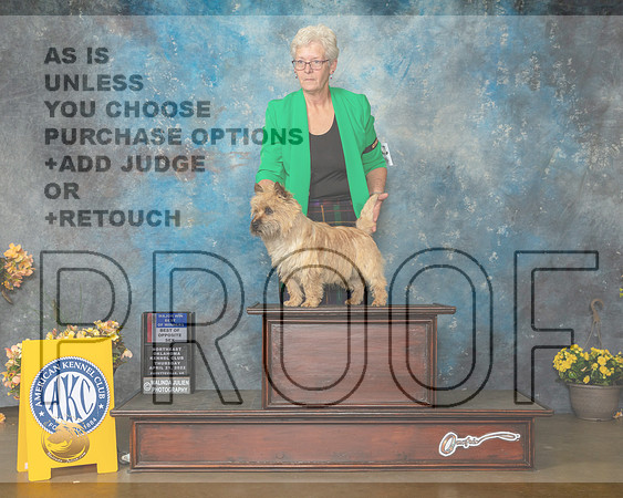 Cairn Terrier #11 Thur WDBOWBOS Judge Carol Jean Nelson-MMJ_8857-NWARK2022-HR3