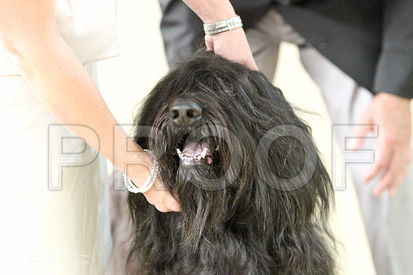 Briard-2710LR